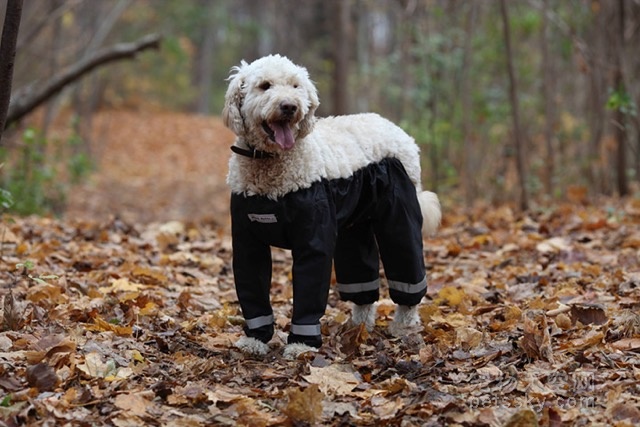 加拿大的商人为狗狗设计裤子 狗狗也可以穿出范了