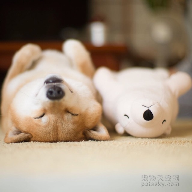 柴犬“爱”上布娃娃 就连睡觉的姿势都要与它同步