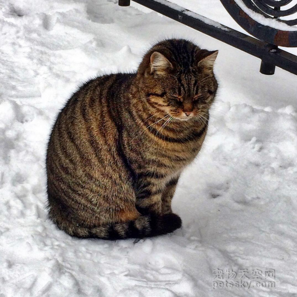 很多猫咪是喜欢冬天的