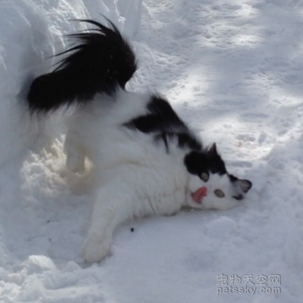 很多猫咪是喜欢冬天的