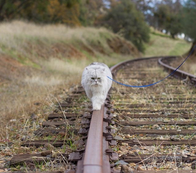 四处旅游的西伯利亚猫Gandalf 过着让人都羡慕的生活