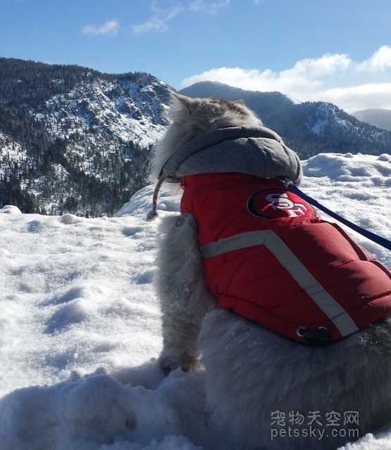 四处旅游的西伯利亚猫Gandalf 过着让人都羡慕的生活