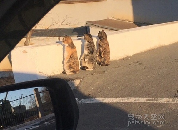 三只猫咪站起来“偷窥” 动作和表现非常同步