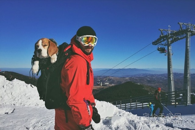 遇到肯带自己滑雪的主人 这只比格犬也是蛮幸运的