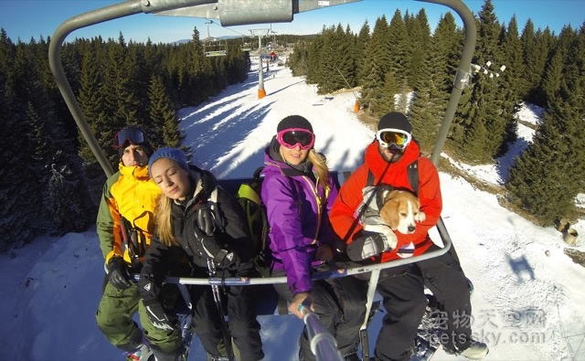 遇到肯带自己滑雪的主人 这只比格犬也是蛮幸运的