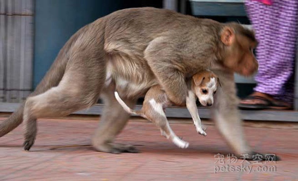 印度一只猕猴领养了一只小狗 吃饭都让狗狗先来