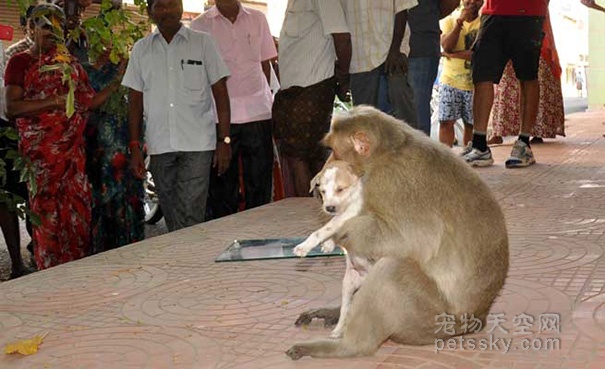 印度一只猕猴领养了一只小狗 吃饭都让狗狗先来