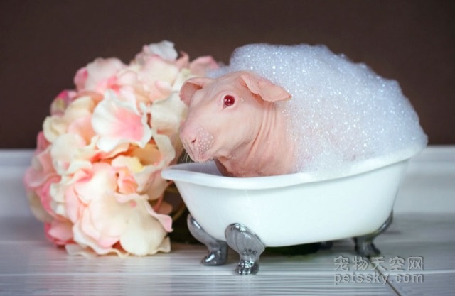 豚鼠的洗澡照片被铲屎官曝光 有种不忍直视的感觉