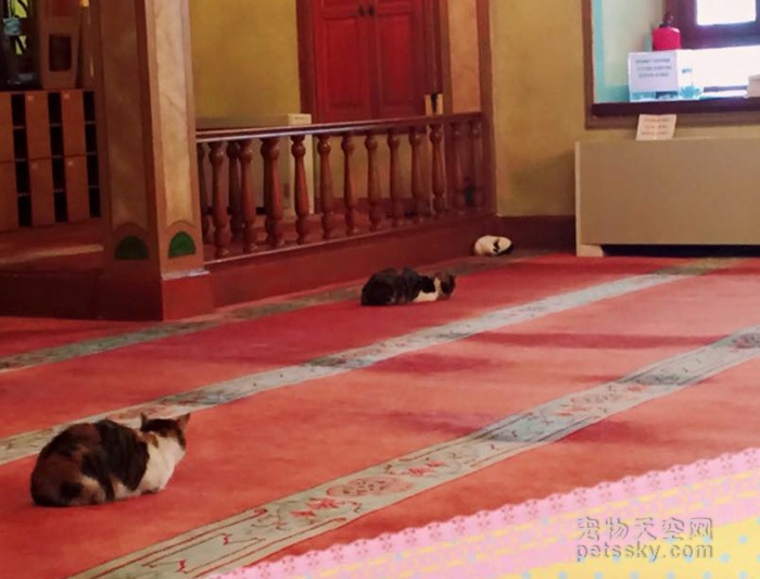 伊斯兰教的清真寺向流浪猫打开大门