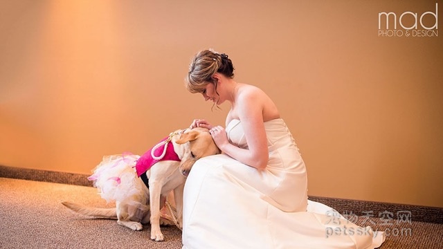 狗狗出现在新娘上的婚礼 原来背后还有别的原因