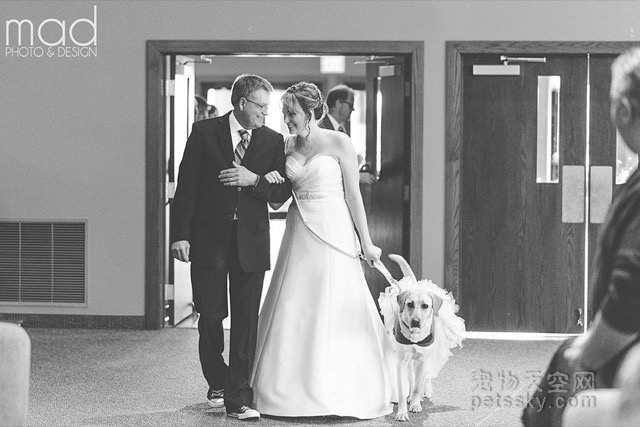 狗狗出现在新娘上的婚礼 原来背后还有别的原因
