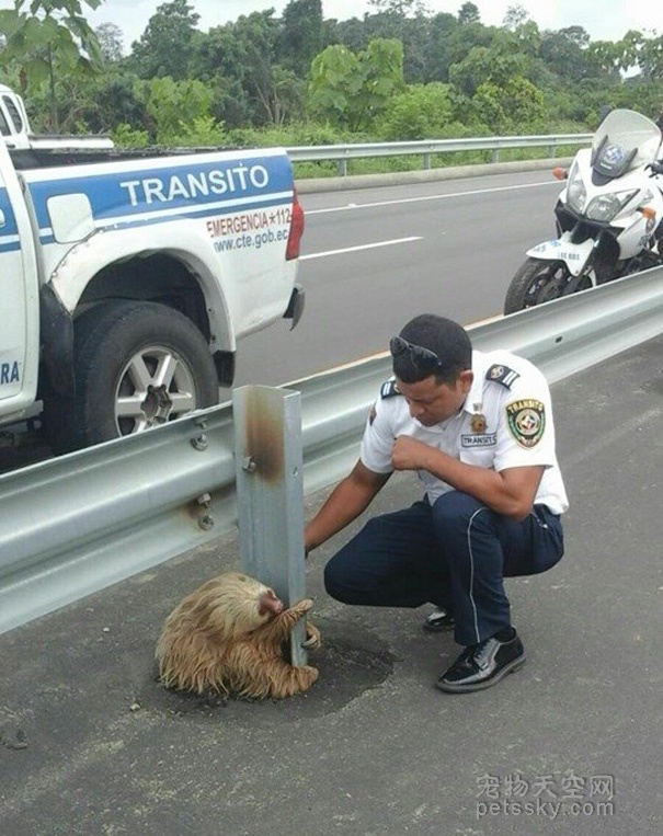 树懒困在高速公路上 警察执行一次特殊的任务