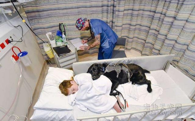 自闭的小男孩在医院里做检查 治疗犬全程陪伴