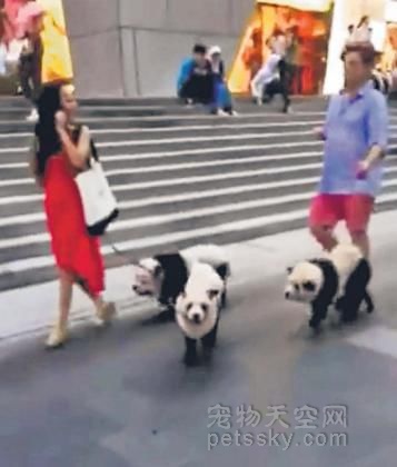  狗主人给松狮犬染色假扮熊猫 带其逛街引围观