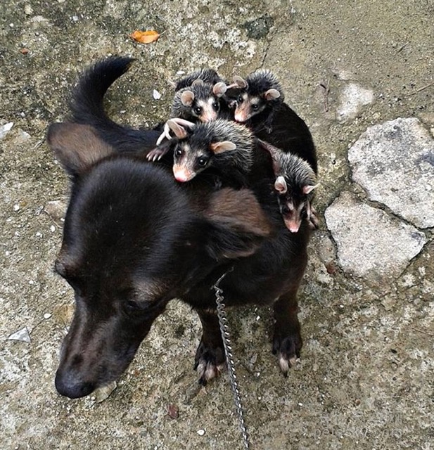 狗狗收养了4只失去妈妈的负鼠宝宝 背着它们出去玩耍