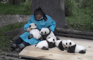 世界上最“幸福”的工作 陪熊猫玩耍就可以拿20万
