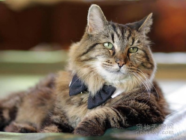 世界吉尼斯纪录：现在活着的最老猫咪