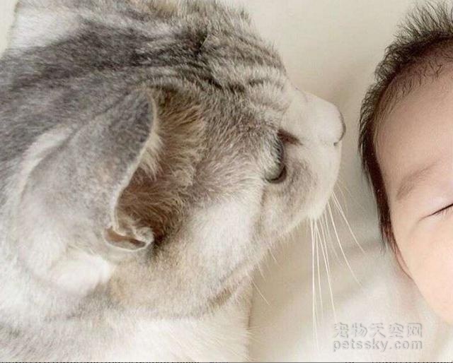 生下宝宝后不抛弃15岁的猫咪 现在猫咪当起了“家庭保姆”