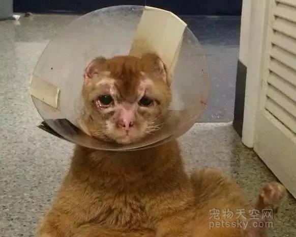 猫咪在人为的大火中严重烧伤 后来它反而帮助了很多动物