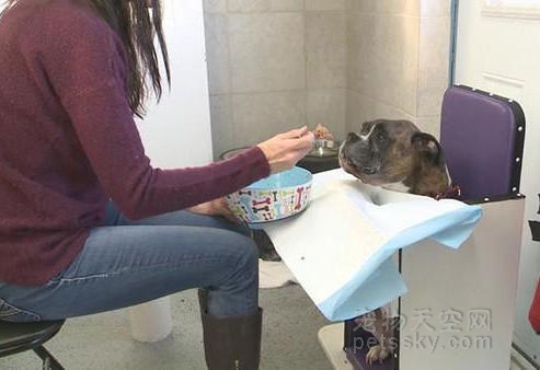 加拿大一只因食道问题不能吞咽的狗狗 两年后胖了7公斤