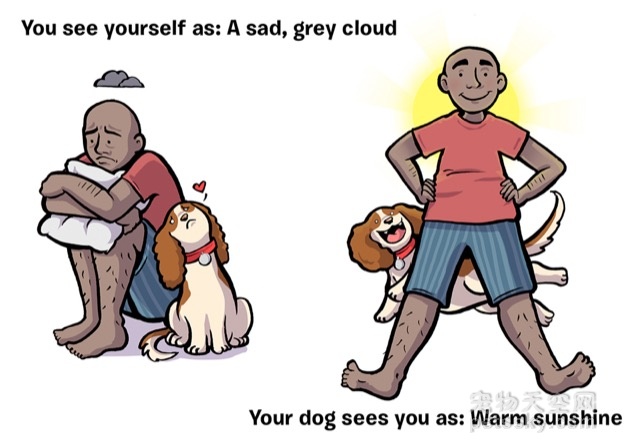 你是如何看自己的 VS 狗狗是如何看你的