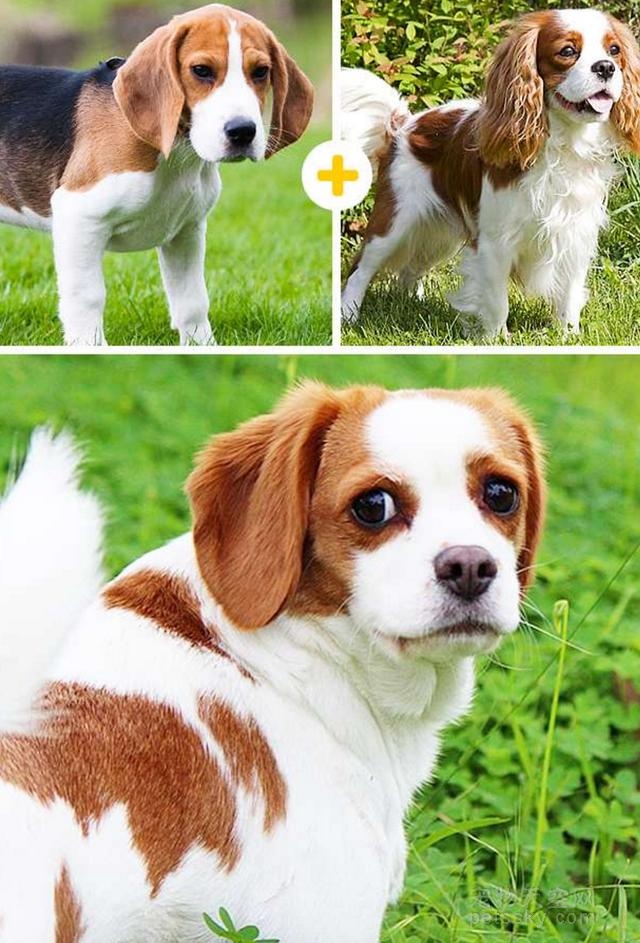 分享14种混血狗狗的照片 串串狗也是非常可爱的