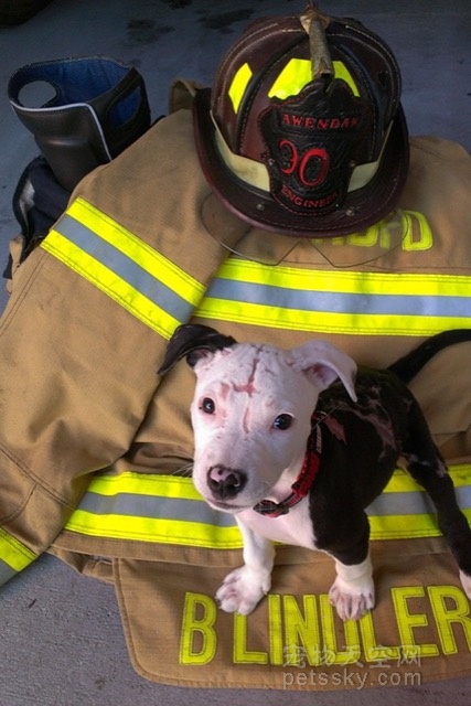 小狗在一场火灾中九死一生 后来的狗生真是太精彩了