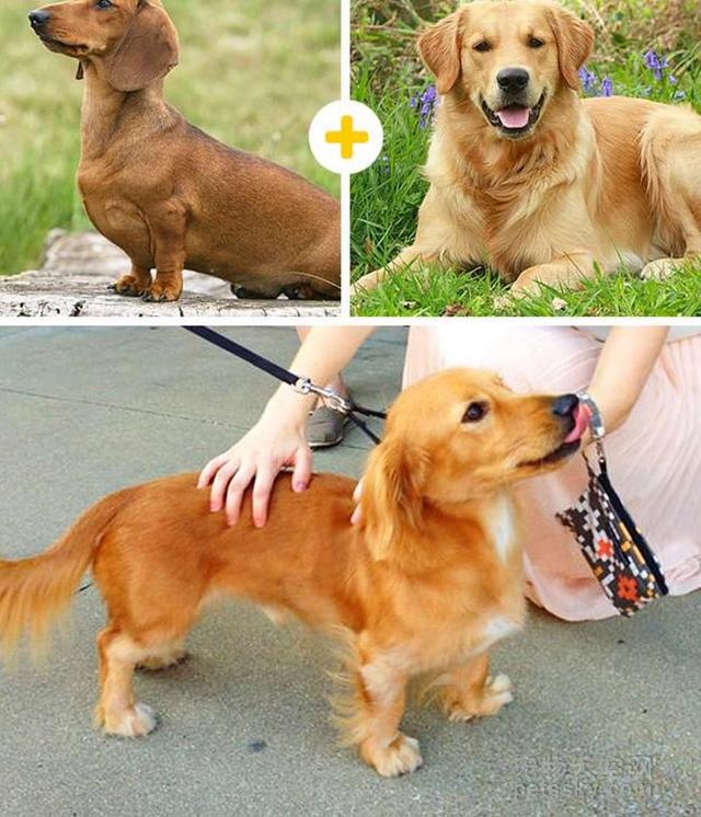 分享14种混血狗狗的照片 串串狗也是非常可爱的
