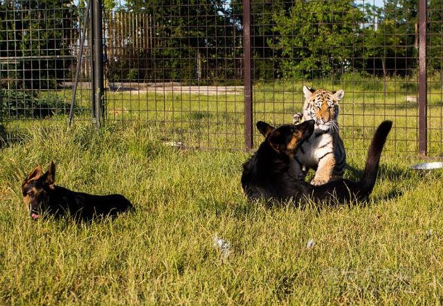 这只老虎和两只狗狗的故事告诉我们 出生的环境很重要