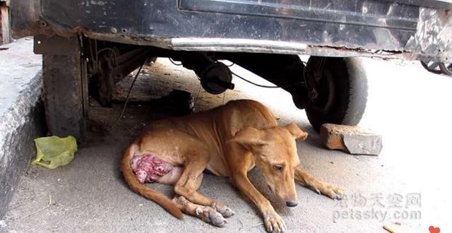 印度的志愿者发现一只下身溃烂的狗狗 立即展开营救