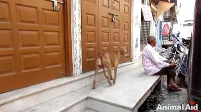 印度的志愿者发现一只下身溃烂的狗狗 立即展开营救