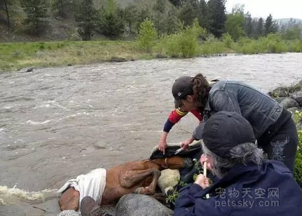 女子在野外的河边散步 看到一匹小马在河中垂死挣扎