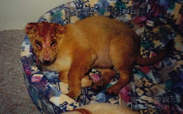 在一人和一狗的努力下通过动物保护法 虐待动物者最高可判10年