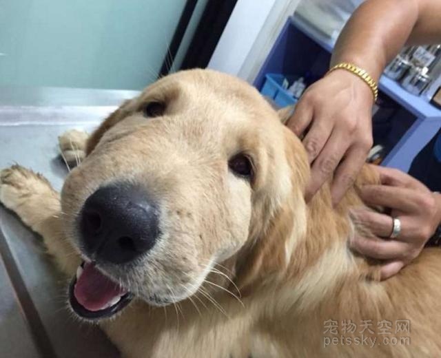 金毛犬被蜜蜂蛰伤后仍不改乐观心态 兽医却笑出内伤了