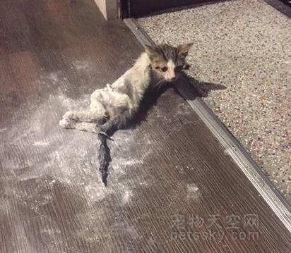 猫咪被粘鼠板粘住怎么办？分享一种超级简单的方法