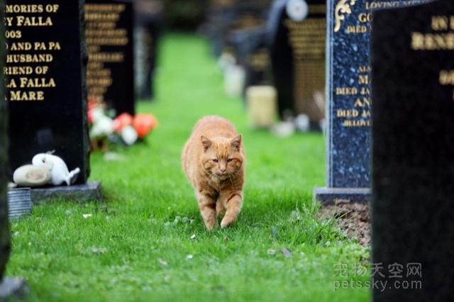 英国教堂墓地死了一只猫 成百上千人表示哀悼之情