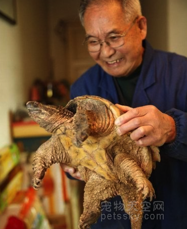 因信佛买龙龟放生 专家却说这是外来入侵的“鳄鱼龟”
