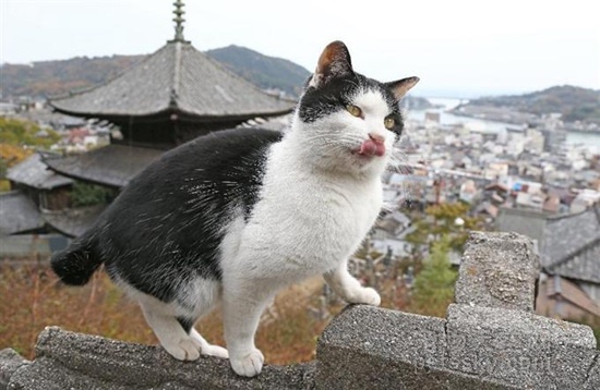 日本“猫咪街道”成海外游人的观光地