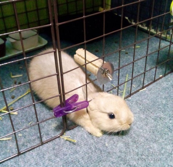 网友分享自己养兔子的故事 原来兔子也是“虚胖”