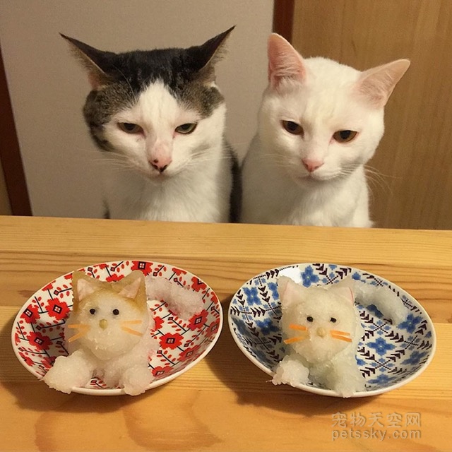 日本夫妇拍下猫咪看他们吃饭的照片 快把两只猫咪馋死了