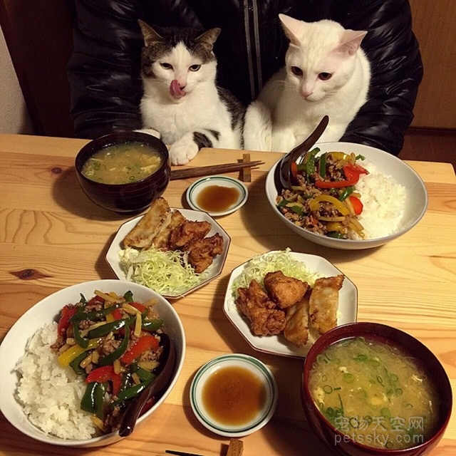 日本夫妇拍下猫咪看他们吃饭的照片 快把两只猫咪馋死