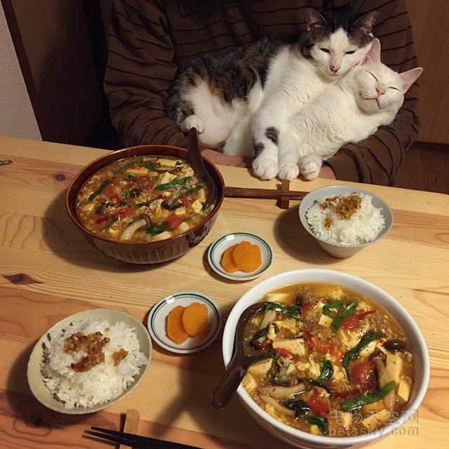 日本夫妇拍下猫咪看他们吃饭的照片 快把两只猫咪馋死了