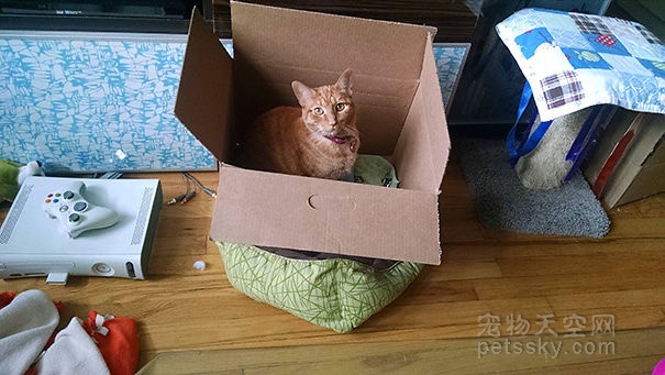 盒子才是猫咪的最爱