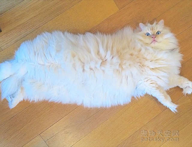 布偶猫Sky的幸福生活照片 胖出了自己的可爱与个性