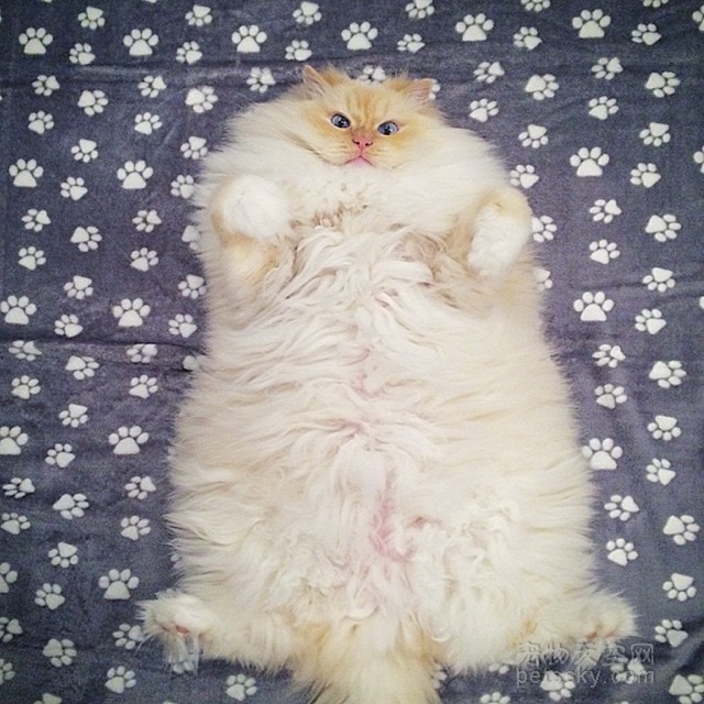 布偶猫Sky的幸福生活照片 胖出了自己的可爱与个性