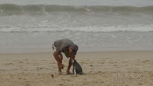 企鹅为了报答71岁老人的救命之恩 每年游8000公里来看望
