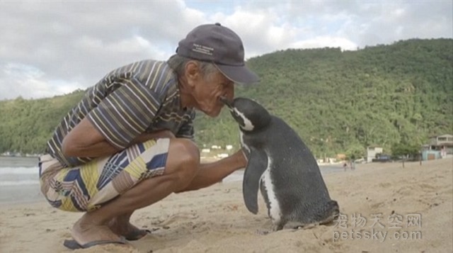 企鹅为了报答71岁老人的救命之恩 每年游8000公里来看望