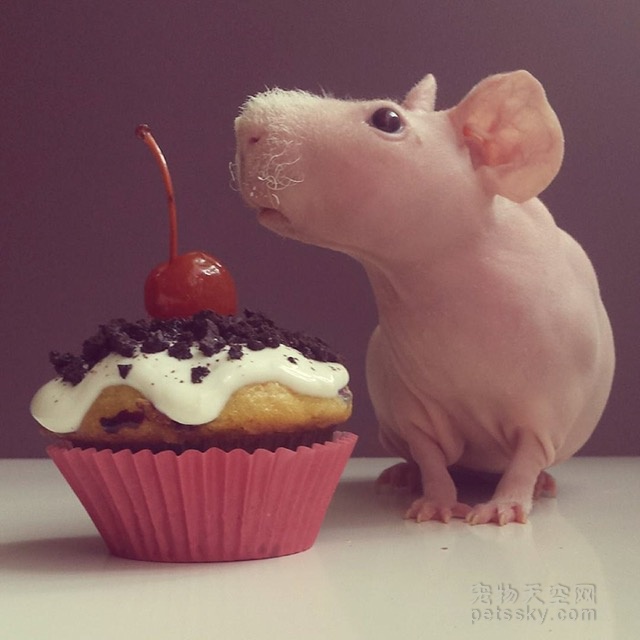 “无毛”的天竺鼠生活得很幸福 身边总是有各种美味