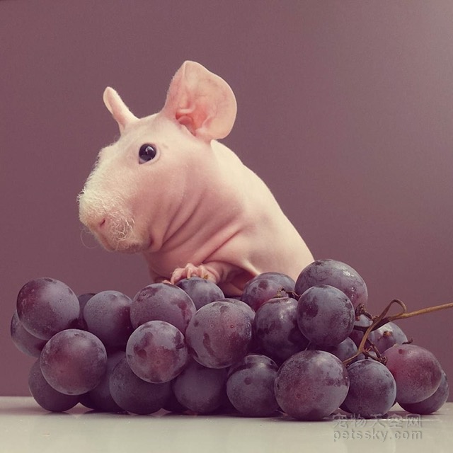 “无毛”的天竺鼠生活得很幸福 身边总是有各种美味