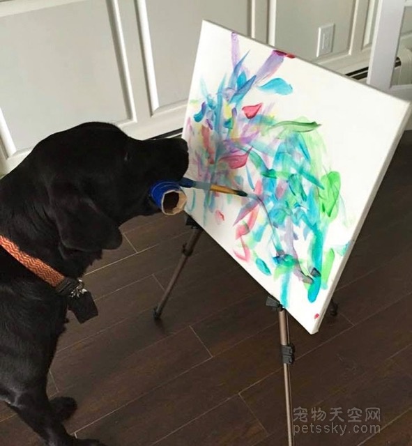 狗狗界的“达芬奇”会画画 作品还能拿出去卖很多钱